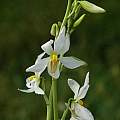 Cyanella orchidiformis, Namaqualand, Mary Sue Ittner
