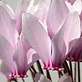 Cyclamen africanum, John Lonsdale [Shift+click to enlarge, Click to go to wiki entry]