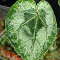 Cyclamen africanum leaves, Mary Sue Ittner