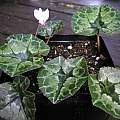 Cyclamen africanum leaves, Mary Sue Ittner Cyclamen africanum leaves, Mary Sue Ittner