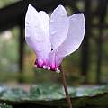 Cyclamen africanum, Mary Sue Ittner [Shift+click to enlarge, Click to go to wiki entry]