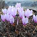 Cyclamen africanum, Mary Sue Ittner Cyclamen africanum, Mary Sue Ittner