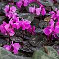 Cyclamen alpinum, John Lonsdale [Shift+click to enlarge, Click to go to wiki entry]