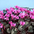 Cyclamen alpinum, John Lonsdale [Shift+click to enlarge, Click to go to wiki entry]