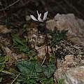 Cyclamen balearicum, Mallorca, Hans Joschko Cyclamen balearicum, Mallorca, Hans Joschko