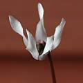Cyclamen balearicum flower, Mary Sue Ittner
