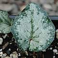 Cyclamen balearicum leaf, Mary Sue Ittner