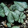 Cyclamen balearicum leaves, Mary Sue Ittner