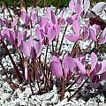 Cyclamen cilicium, John Lonsdale [Shift+click to enlarge, Click to go to wiki entry]