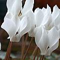 Cyclamen cilicium, John Lonsdale Cyclamen cilicium, John Lonsdale