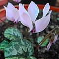 Cyclamen cilicium, Mary Sue Ittner [Shift+click to enlarge, Click to go to wiki entry]