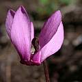 Cyclamen colchicum flower, John Lonsdale [Shift+click to enlarge, Click to go to wiki entry]