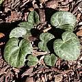Cyclamen colchicum leaves, John Lonsdale