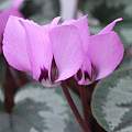 Cyclamen coum, Diane Clement