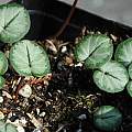 Cyclamen coum ssp. coum Tilebarn Graham, Mary Sue Ittner
