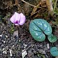 Cyclamen coum ssp. caucasicum, Alexey P. Seregin, Russia, iNaturalist, CC BY-NC Cyclamen coum ssp. caucasicum, Alexey P. Seregin, Russia, iNaturalist, CC BY-NC