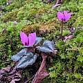 Cyclamen coum ssp. caucasicum, Grigory Evtukh, Azerbaijan, iNaturalist, CC BY-NC Cyclamen coum ssp. caucasicum, Grigory Evtukh, Azerbaijan, iNaturalist, CC BY-NC