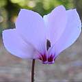 Cyclamen coum ssp. elegans, Mary Sue Ittner Cyclamen coum ssp. elegans, Mary Sue Ittner