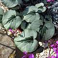 Cyclamen coum ssp. coum, John Lonsdale