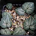 Cyclamen creticum leaves, Mary Sue Ittner [Shift+click to enlarge, Click to go to wiki entry]