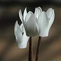 Cyclamen creticum, Mary Sue Ittner [Shift+click to enlarge, Click to go to wiki entry]