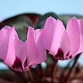 Cyclamen coum ssp. elegans, John Lonsdale [Shift+click to enlarge, Click to go to wiki entry]