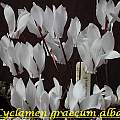 Cyclamen graecum ssp. graecum forma album, Bill Dijk