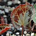 Cyclamen graecum leaves, Mary Sue Ittner