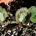 Cyclamen graecum leaves, Mary Sue Ittner