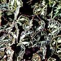 Cyclamen graecum ssp. anatolicum leaves, John Lonsdale