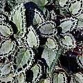 Cyclamen graecum ssp. anatolicum leaves, John Lonsdale