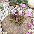 Cyclamen graecum ssp. graecum tuber, Stavroula Ventouri and Stavros Apostolou [Shift+click to enlarge, Click to go to wiki entry]