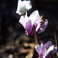 Cyclamen hederifolium, Arnold Trachtenberg