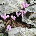 Cyclamen hederifolium habitat, Italy, Mary Sue Ittner