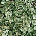Cyclamen hederifolium, Diane Clement