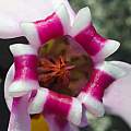 Cyclamen hederifolium, David Pilling