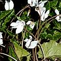 Cyclamen hederifolium forma albiflorum, Giorgio Pozzi