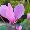 Cyclamen hederifolium var. confusum, Mary Sue Ittner [Shift+click to enlarge, Click to go to wiki entry]