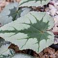 Cyclamen hederifolium, John Lonsdale