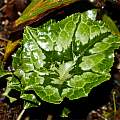 Cyclamen hederifolium forma albiflorum close-up of a leaf, Giorgio Pozzi