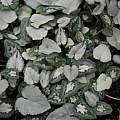 Cyclamen hederifolium leaf variations, Roland and Gemma