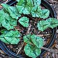 Cyclamen hederifolium, Mary Sue Ittner
