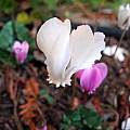 Cyclamen hederifolium, Mary Sue Ittner
