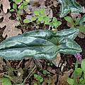 Cyclamen hederifolium var. poli, Angelo Porcelli
