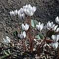 Cyclamen intaminatum, Jane McGary [Shift+click to enlarge, Click to go to wiki entry]