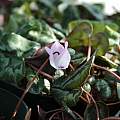 Cyclamen libanoticum, Jim Shields [Shift+click to enlarge, Click to go to wiki entry]