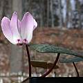 Cyclamen libanoticum, John Lonsdale [Shift+click to enlarge, Click to go to wiki entry]