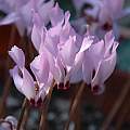 Cyclamen mirabile, Mary Sue Ittner [Shift+click to enlarge, Click to go to wiki entry]