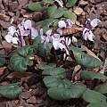 Cyclamen parviflorum, John Lonsdale [Shift+click to enlarge, Click to go to wiki entry]