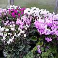 Cyclamen persicum, John Lonsdale [Shift+click to enlarge, Click to go to wiki entry]